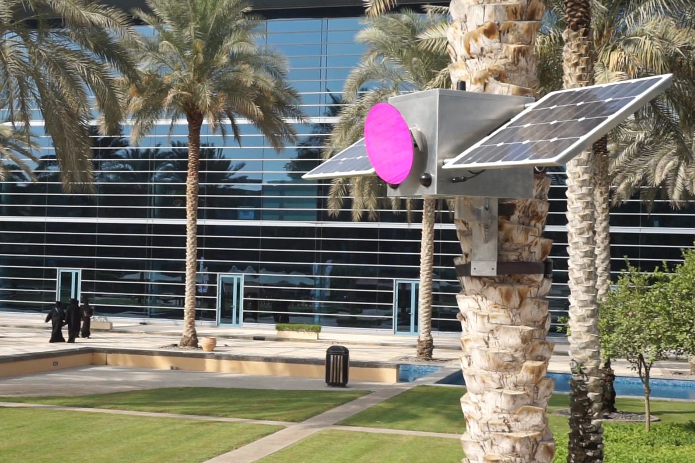A Solar Pink Pong unit mounted on a palm tree